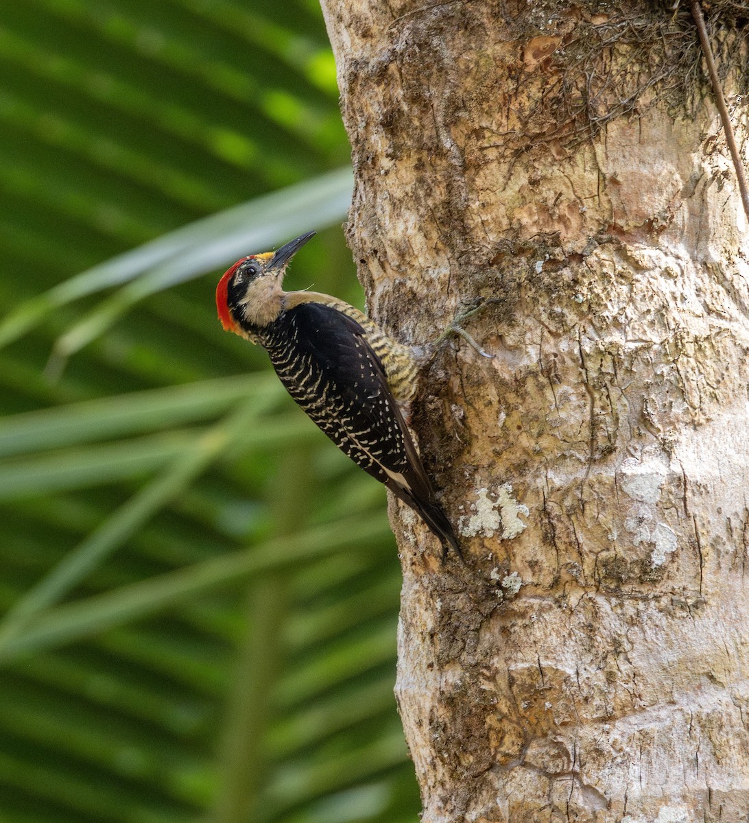 Black-cheeked Woodpecker - ML621043518