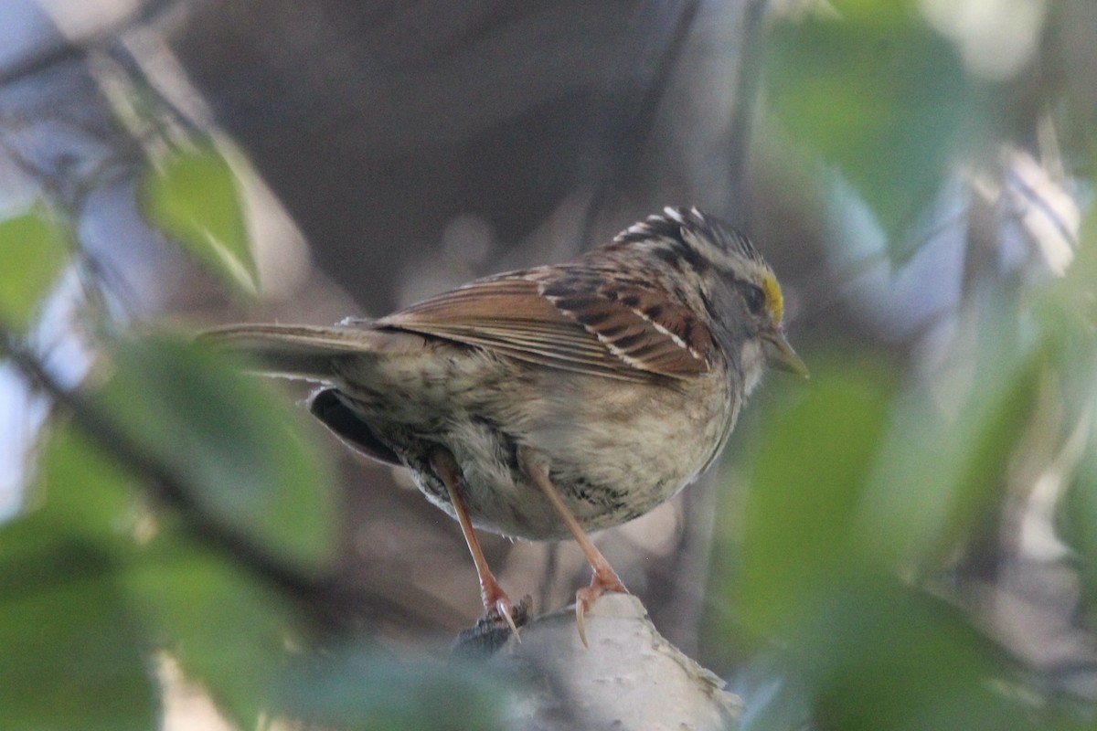 White-throated Sparrow - ML621043520