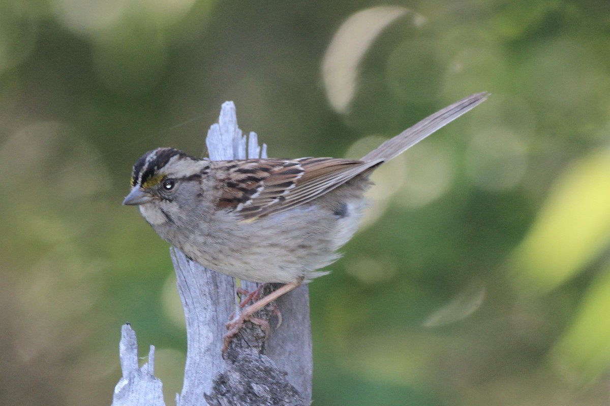 White-throated Sparrow - ML621043525