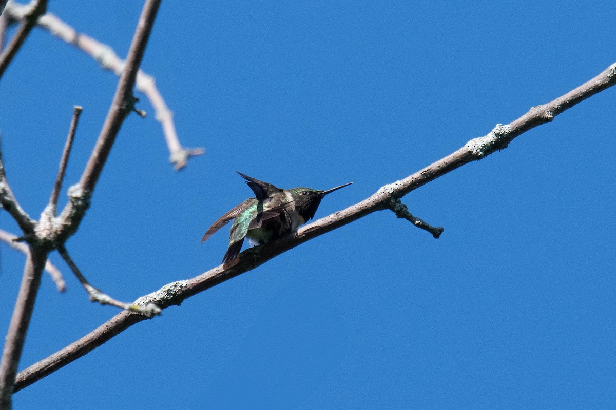 Ruby-throated Hummingbird - ML621043582