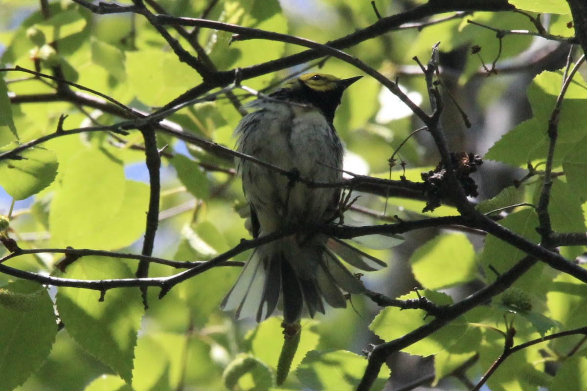Black-throated Green Warbler - ML621043632