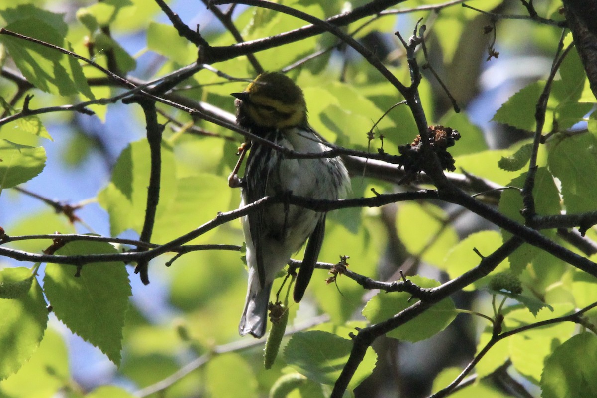 Black-throated Green Warbler - ML621043637