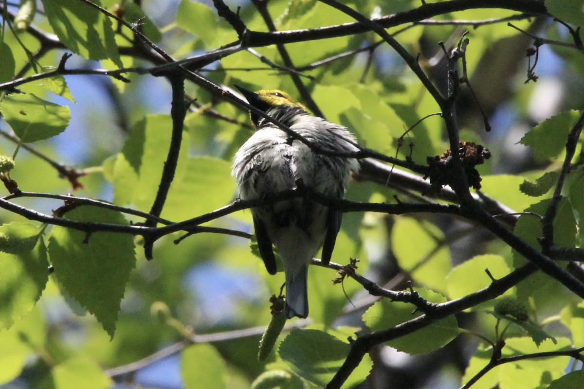 Black-throated Green Warbler - ML621043641