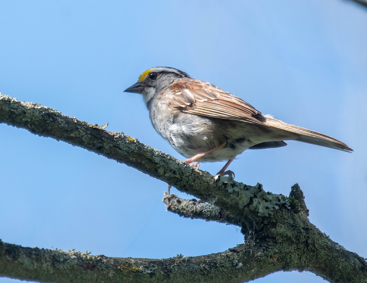 White-throated Sparrow - ML621043642
