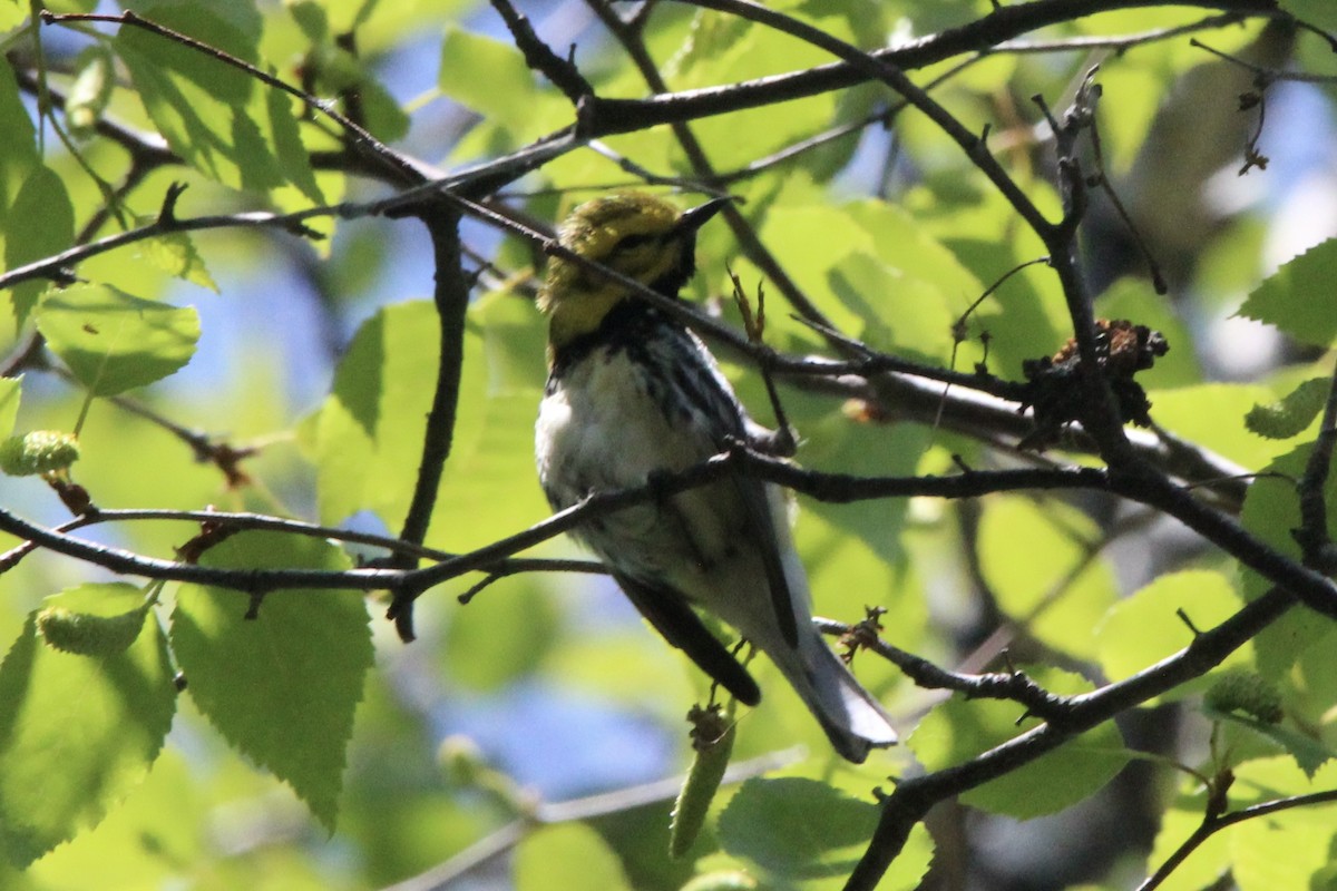 Black-throated Green Warbler - ML621043644
