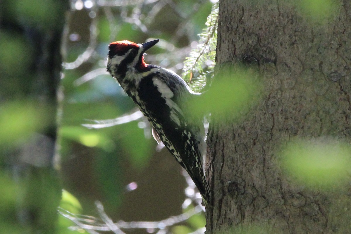 Yellow-bellied Sapsucker - ML621043651