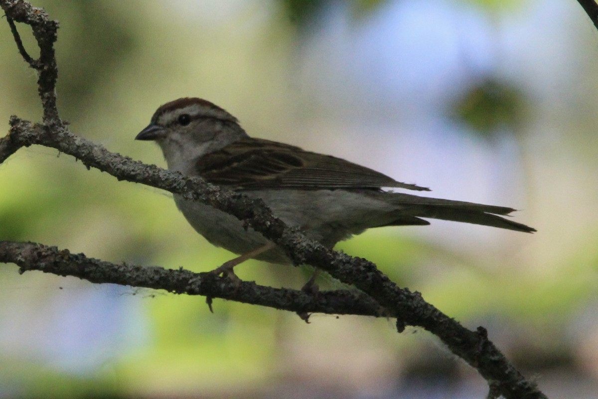 Chipping Sparrow - Quinn Desilets