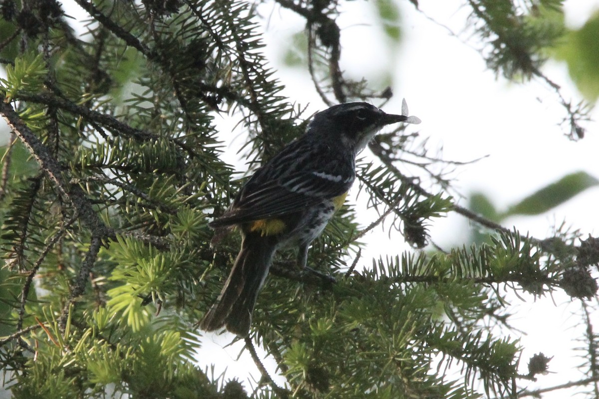 Yellow-rumped Warbler (Myrtle) - ML621043657