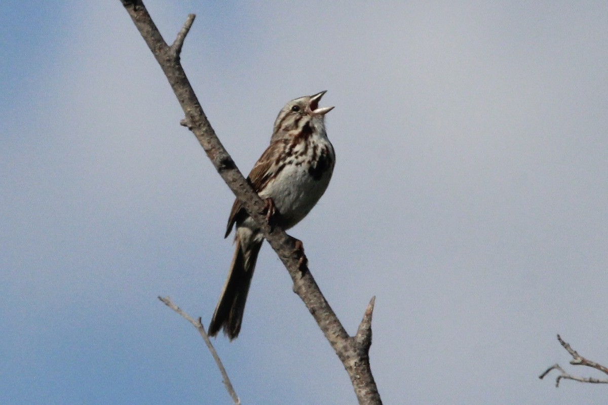 Song Sparrow - ML621043661