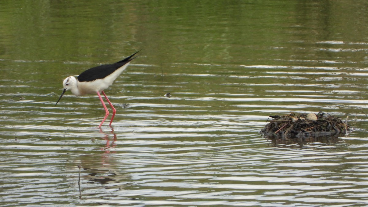 Black-winged Stilt - ML621043662