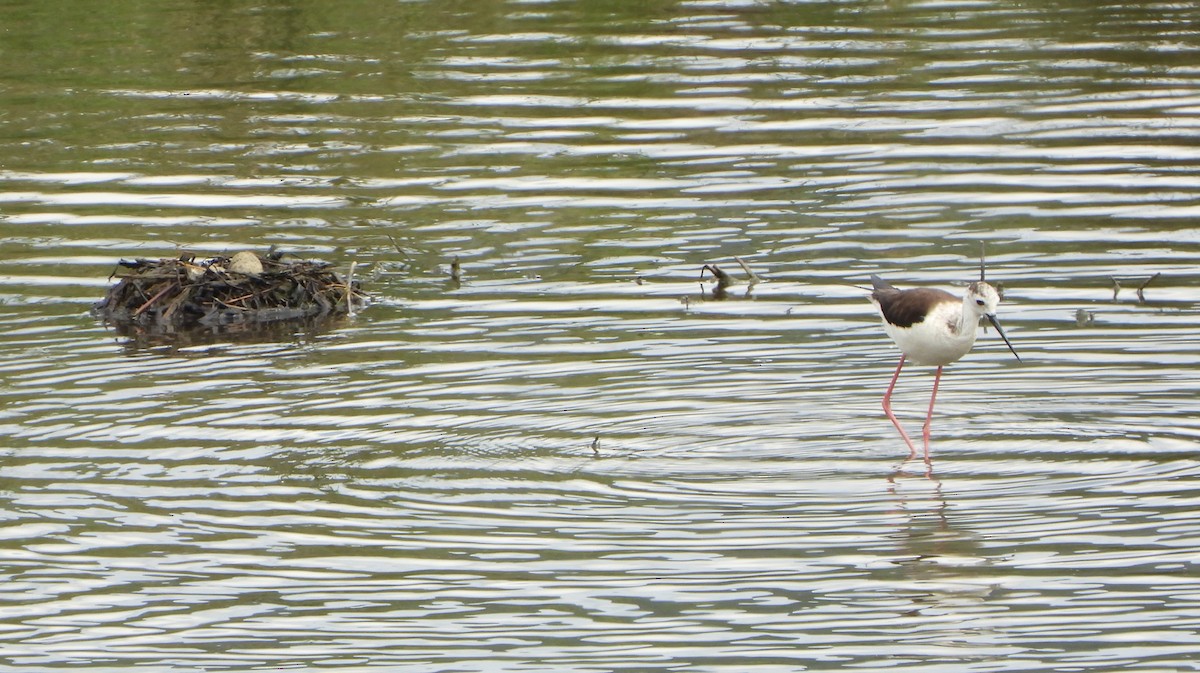 Black-winged Stilt - ML621043663