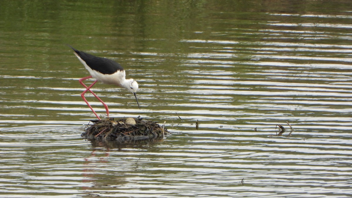 Black-winged Stilt - ML621043665