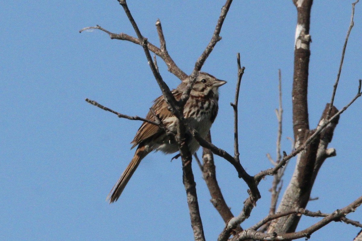 Song Sparrow - ML621043670