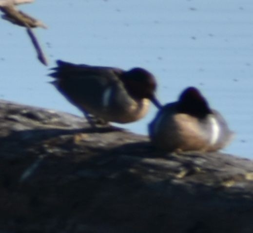 Green-winged Teal - ML621043714