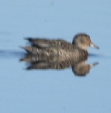 Green-winged Teal - ML621043716