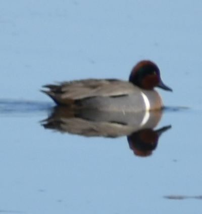 Green-winged Teal - ML621043717