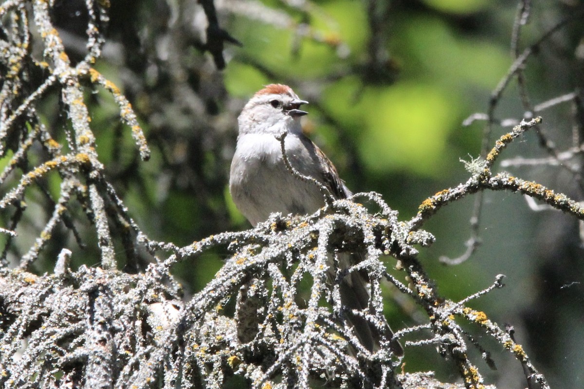 Chipping Sparrow - ML621043759