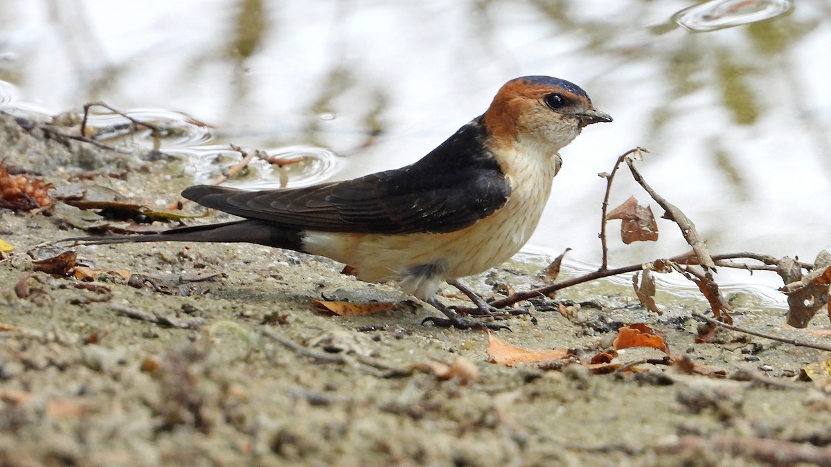 Red-rumped Swallow - ML621043760
