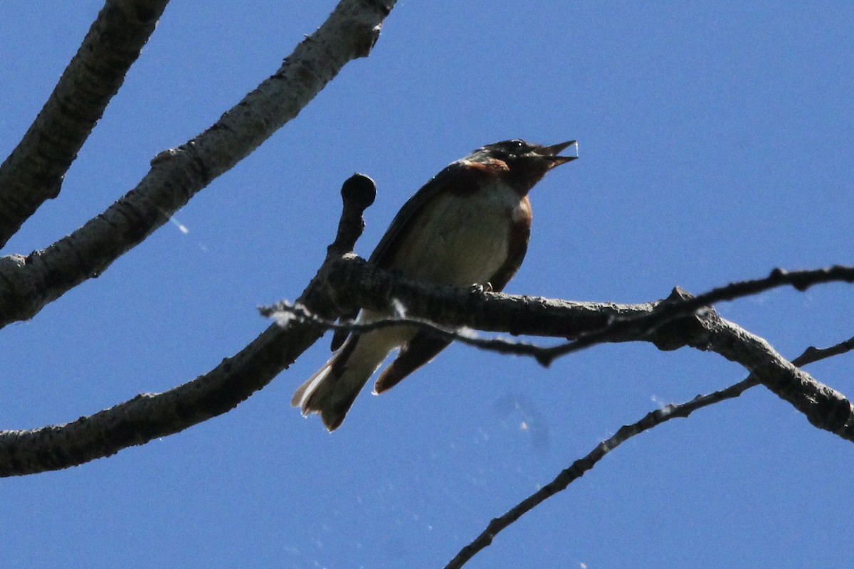 Bay-breasted Warbler - ML621043782