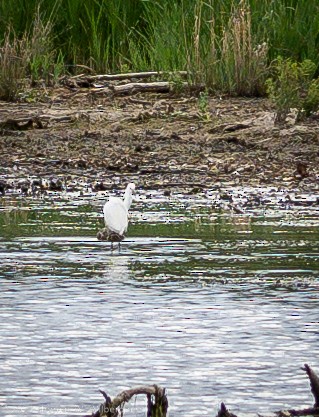 eBird Checklist - 1 Jul 2024 - Chatfield SP--Plum Creek Nature Area ...
