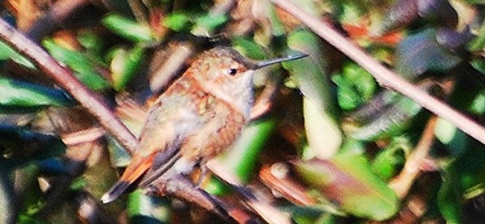 Rufous Hummingbird - ML621043863