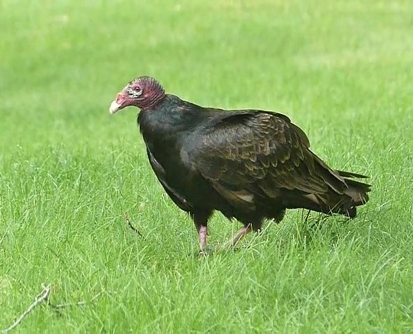 Turkey Vulture - ML621043887