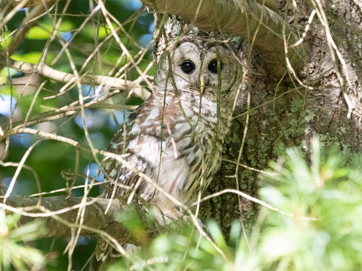 Barred Owl - ML621043891