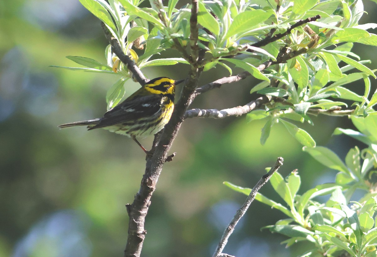 Townsend's Warbler - James P. Smith