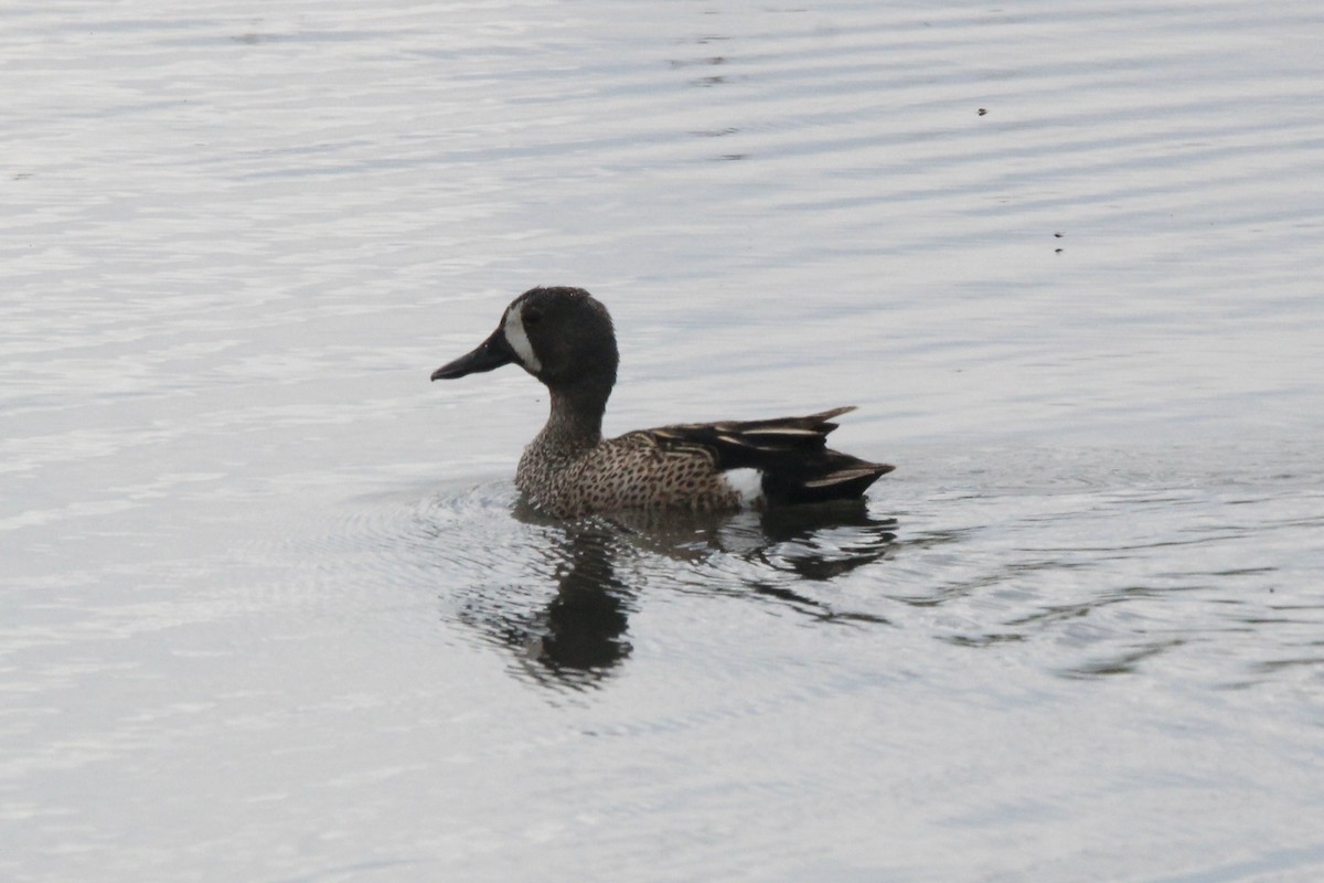 Blue-winged Teal - ML621043928