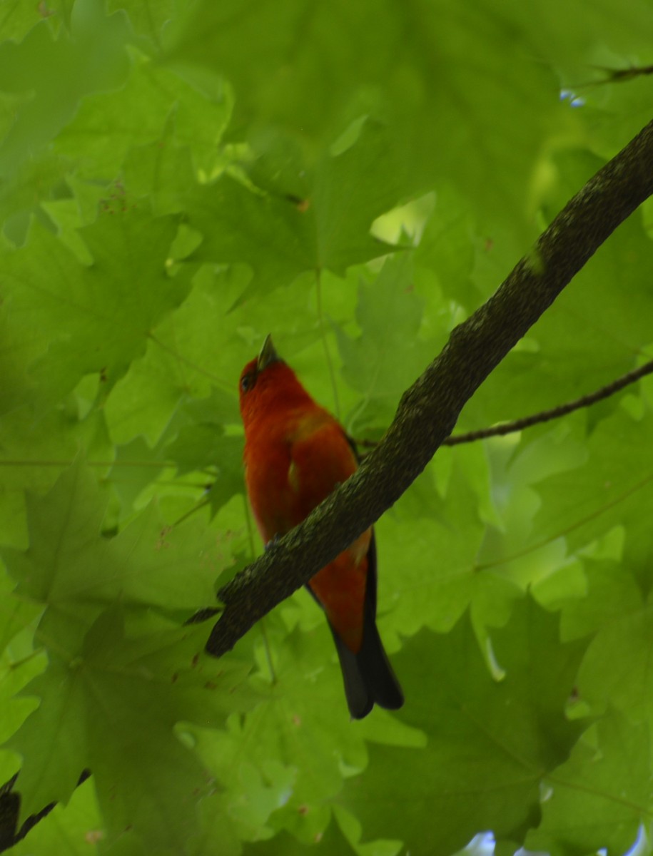 Scarlet Tanager - ML621043984
