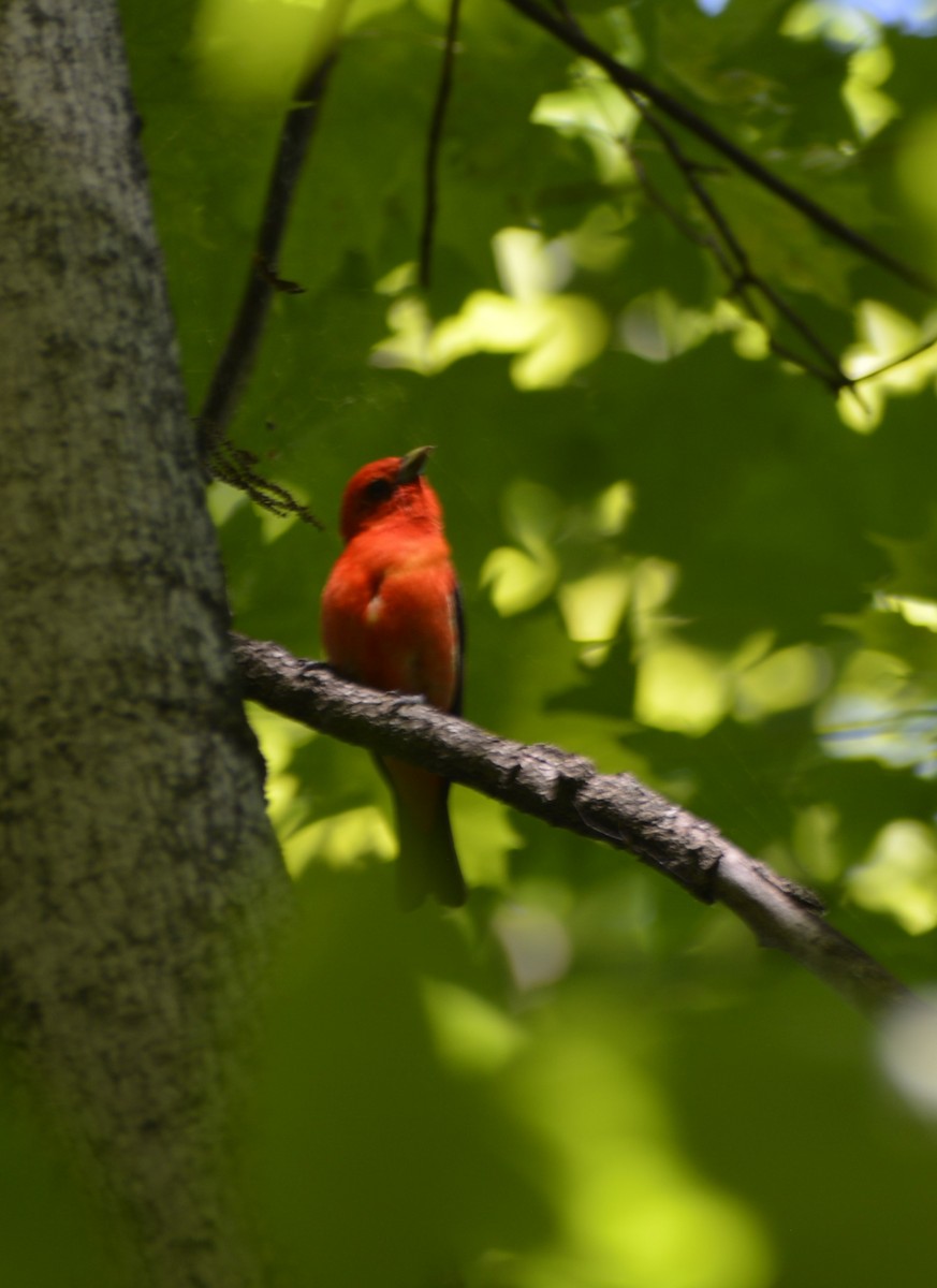 Scarlet Tanager - ML621043985