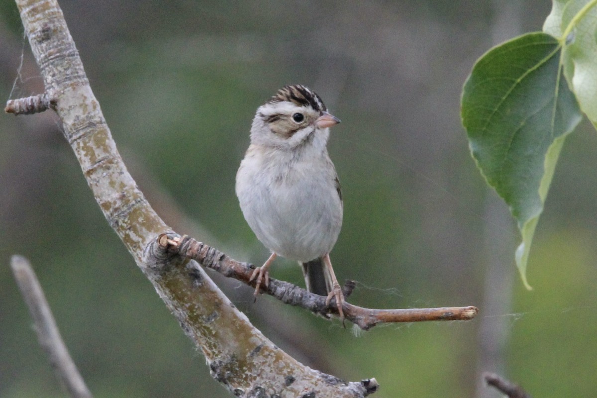 Clay-colored Sparrow - ML621043993