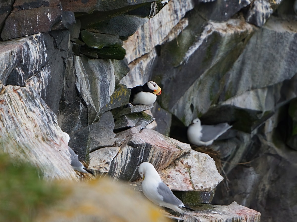 Horned Puffin - ML621044035