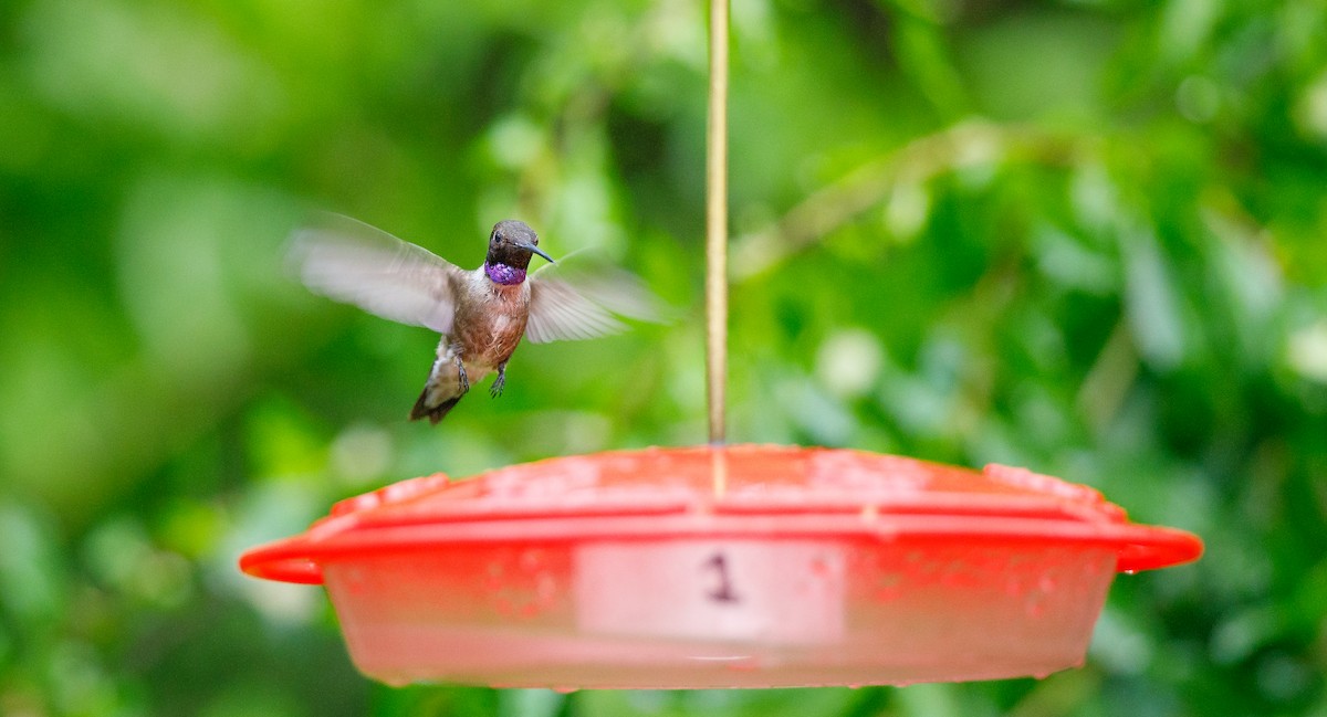 Black-chinned Hummingbird - Michael Sadat