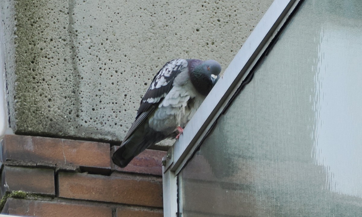 Rock Pigeon (Feral Pigeon) - ML621044104
