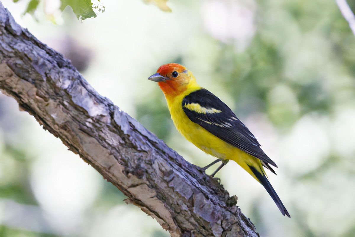 Western Tanager - ML621044117