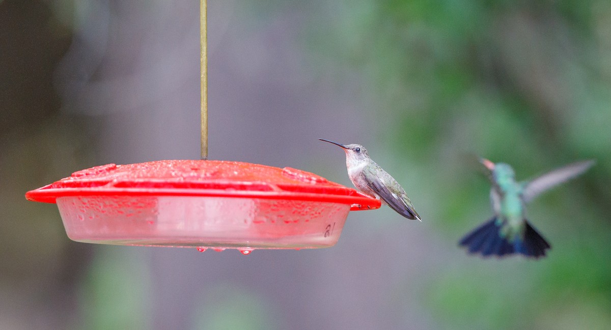 Black-chinned Hummingbird - ML621044118