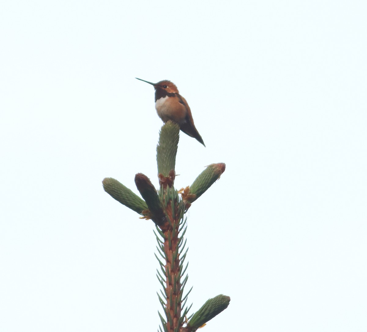 Rufous Hummingbird - ML621044119