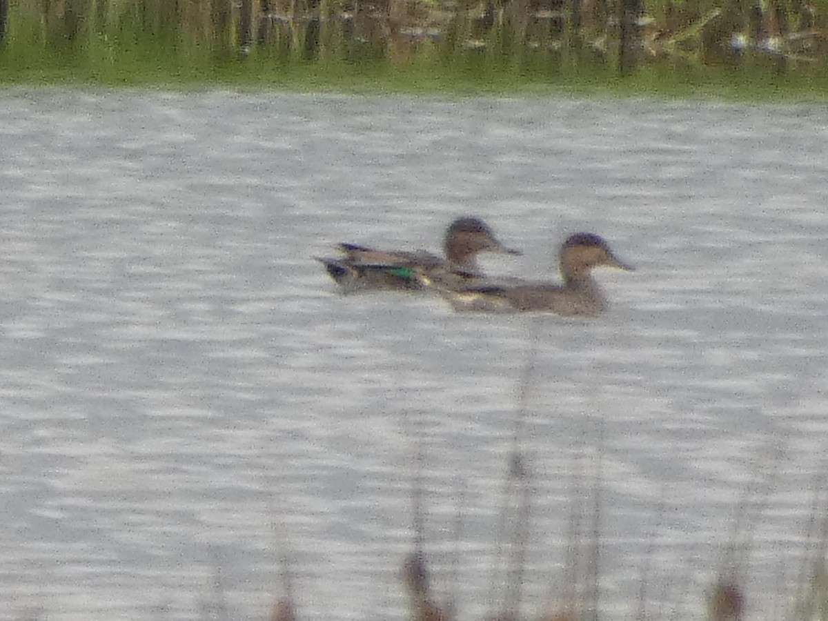 Green-winged Teal - ML621044201