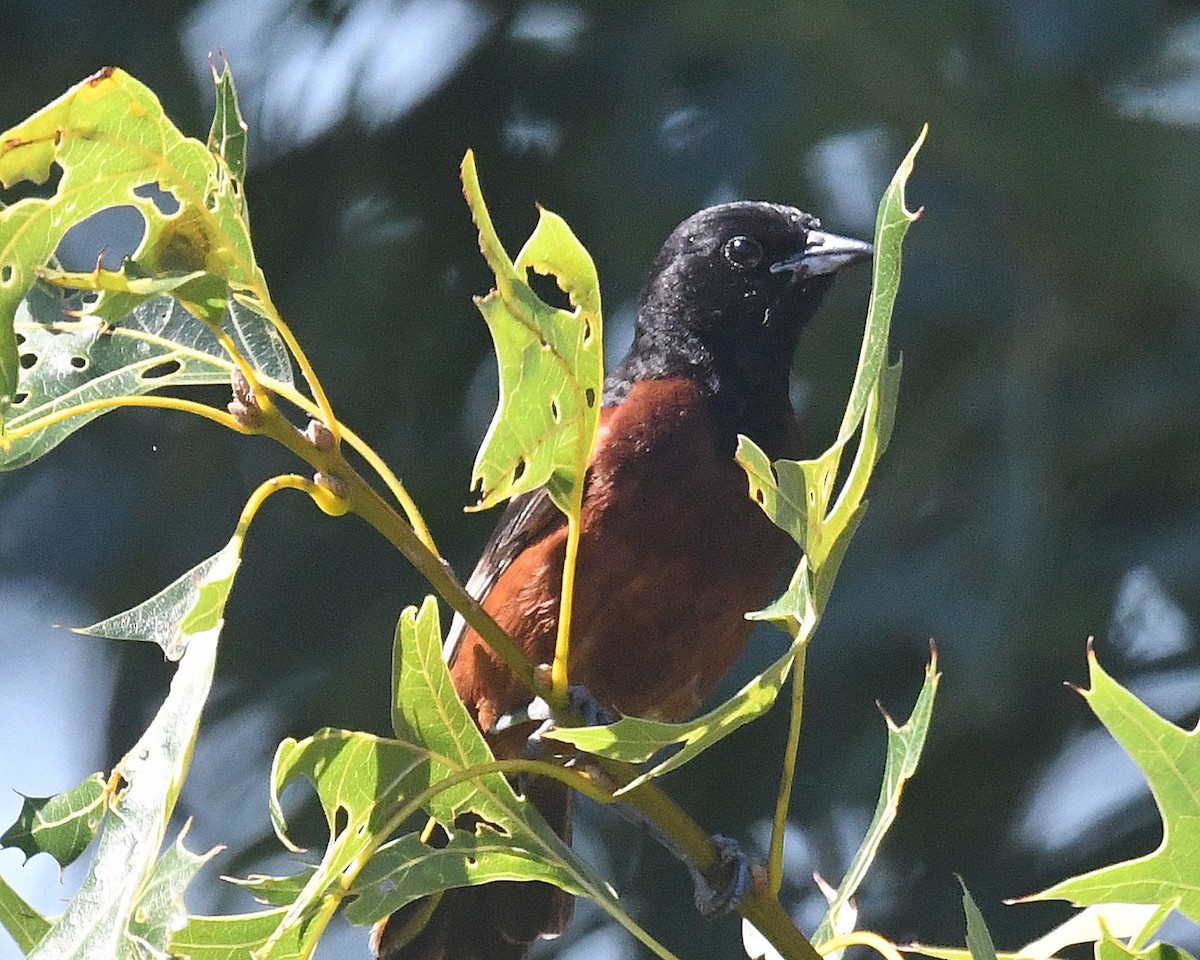Orchard Oriole - ML621044238