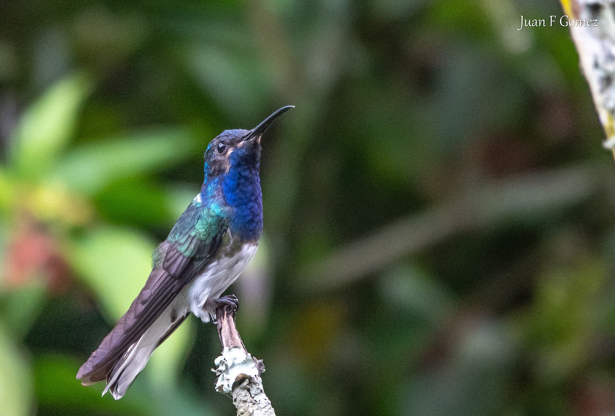 White-necked Jacobin - ML621044254