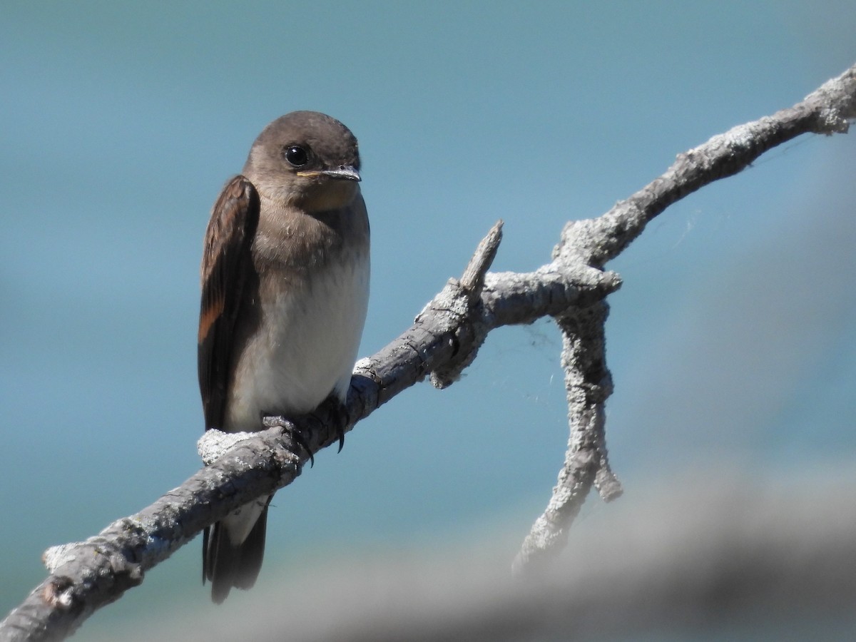 Northern Rough-winged Swallow - ML621044290