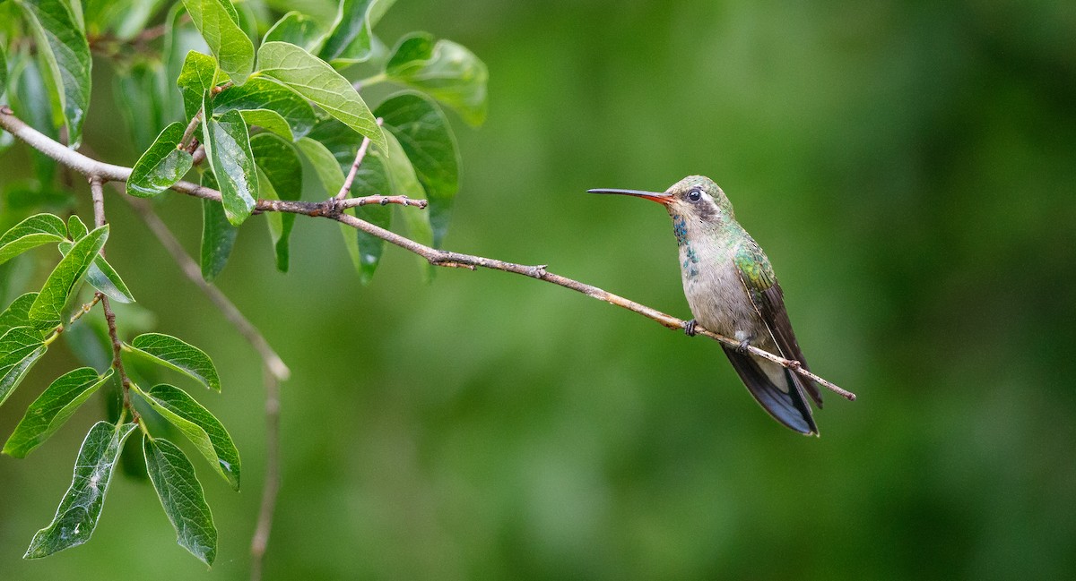 Broad-billed Hummingbird - ML621044292