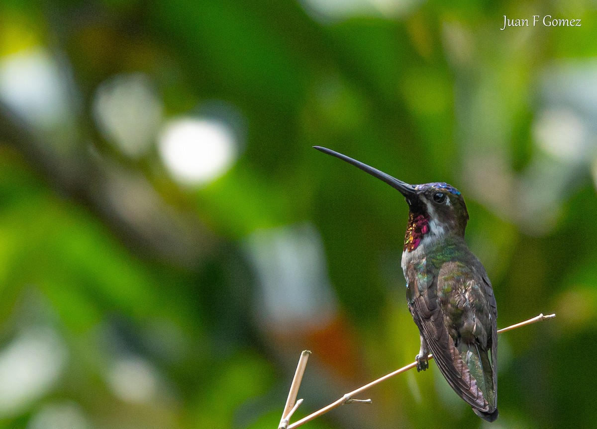 Long-billed Starthroat - ML621044313