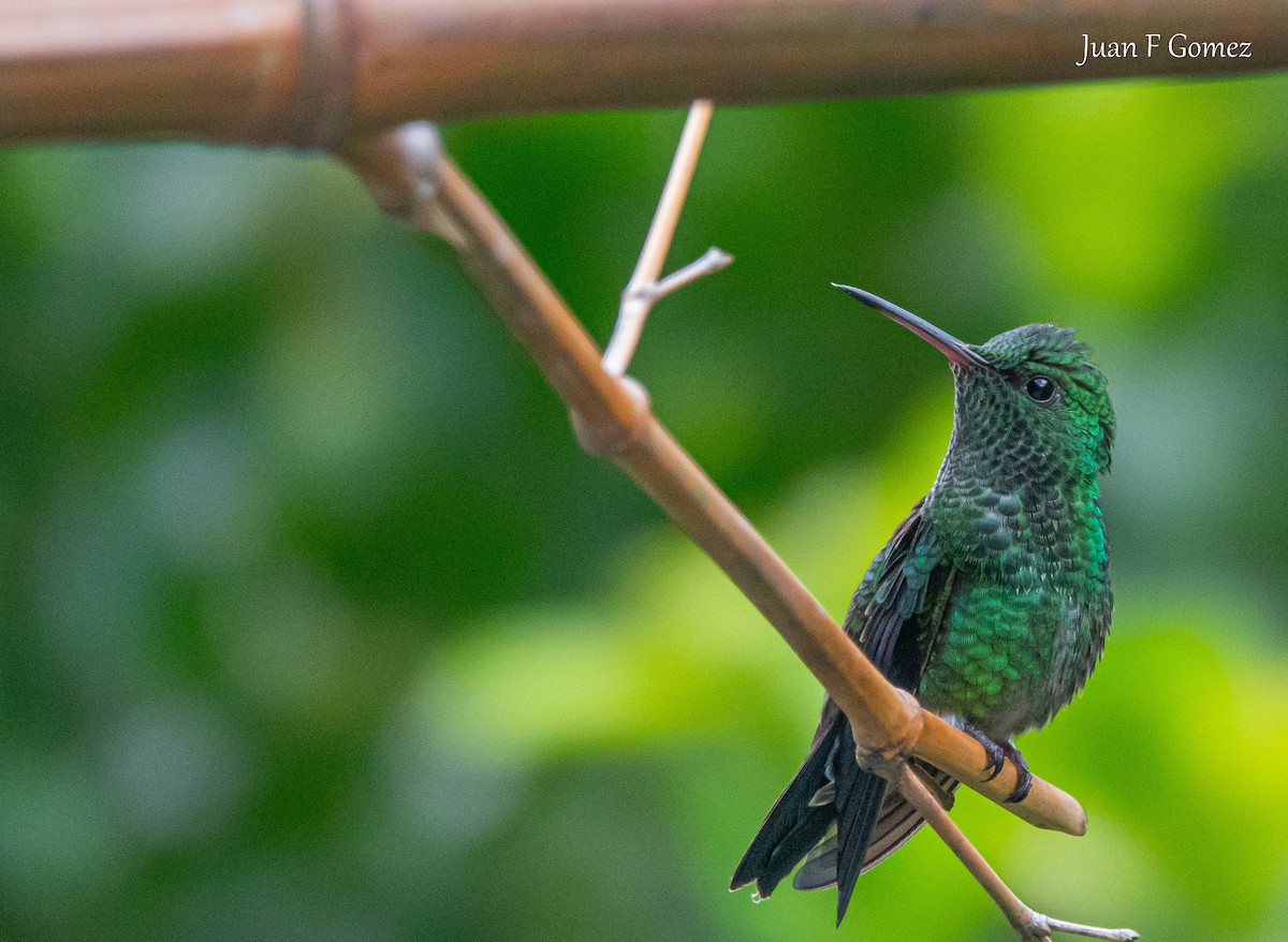 Steely-vented Hummingbird - ML621044333