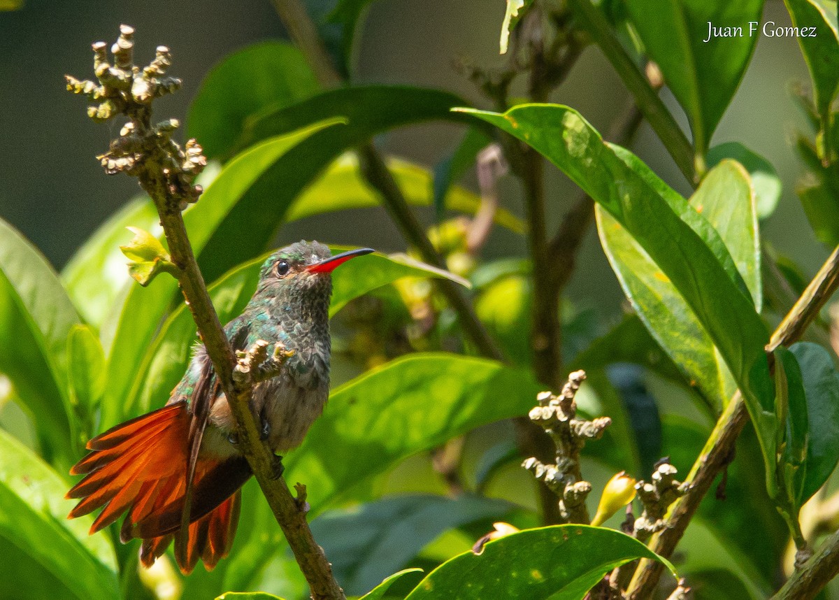 Rufous-tailed Hummingbird - ML621044337
