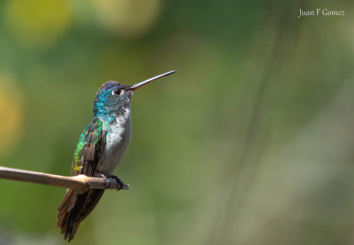 kolibřík andský - ML621044343