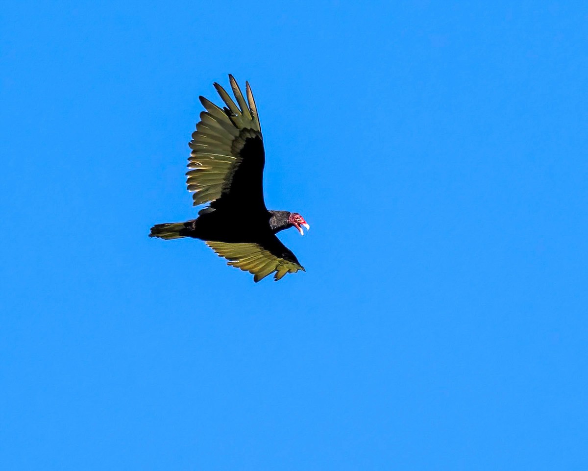 Turkey Vulture - ML621044360