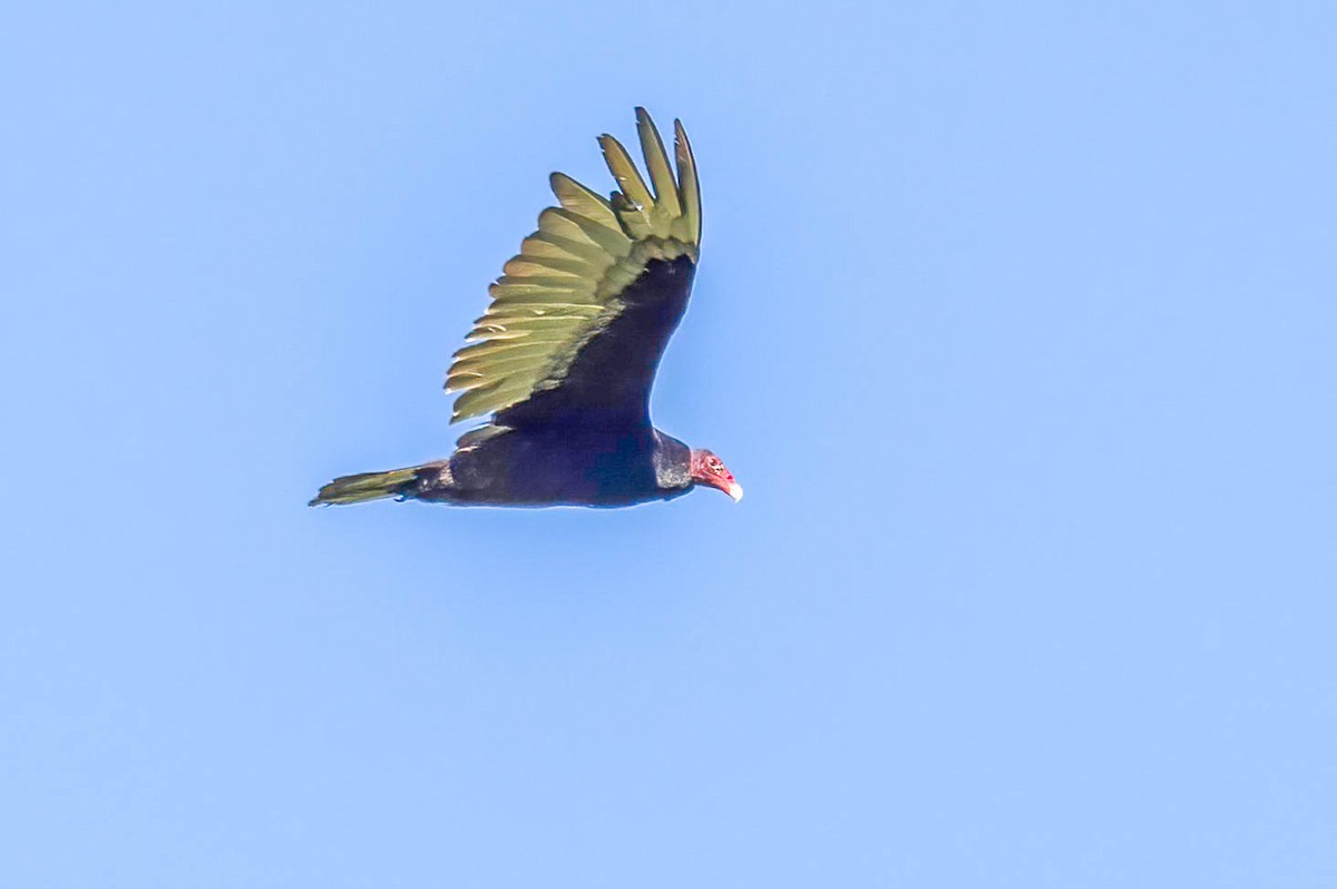 Turkey Vulture - ML621044362