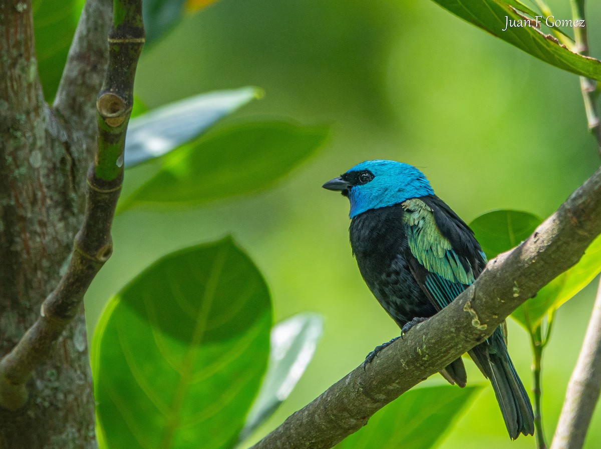 Blue-necked Tanager - ML621044370